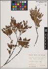 Foto von Salix eleagnos Scop. x Salix waldsteiniana Willd.